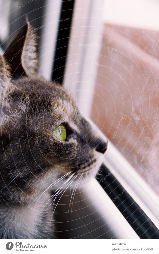 Schöne Katze, die durch ein Fenster schaut Tier Haustier Tiergesicht 1 Glas Kristalle beobachten authentisch einfach frei Neugier niedlich braun grau grün weiß