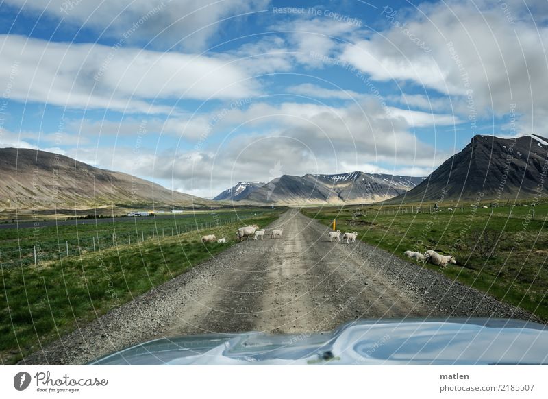 Unentschlossen Landschaft Himmel Wolken Horizont Frühling Schönes Wetter Wiese Berge u. Gebirge Fjord Haustier Nutztier Tiergruppe Herde rennen stehen blau