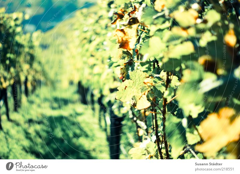 mal so richtig Weinen Feld Hügel Blühend Weinbau Scheurebe Riesling Weinberg Weinblatt Weinlese Herbst mehrfarbig Farbfoto Nahaufnahme Textfreiraum links Tag