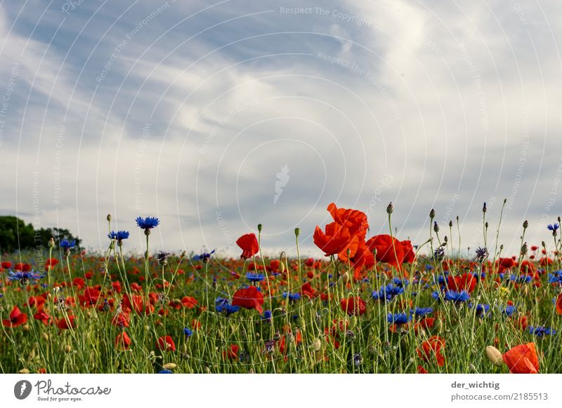 Mohn- und Kornblumenfeld Umwelt Natur Landschaft Pflanze Himmel Schönes Wetter Blume Wiese Feld positiv schön blau grün rot weiß Leben ästhetisch Farbe Horizont