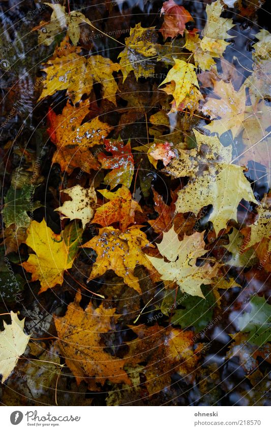Ins Wasser gefallen Natur Pflanze Herbst Blatt Ahornblatt Verfall Vergänglichkeit Pfütze Farbfoto mehrfarbig Reflexion & Spiegelung Vogelperspektive Herbstlaub