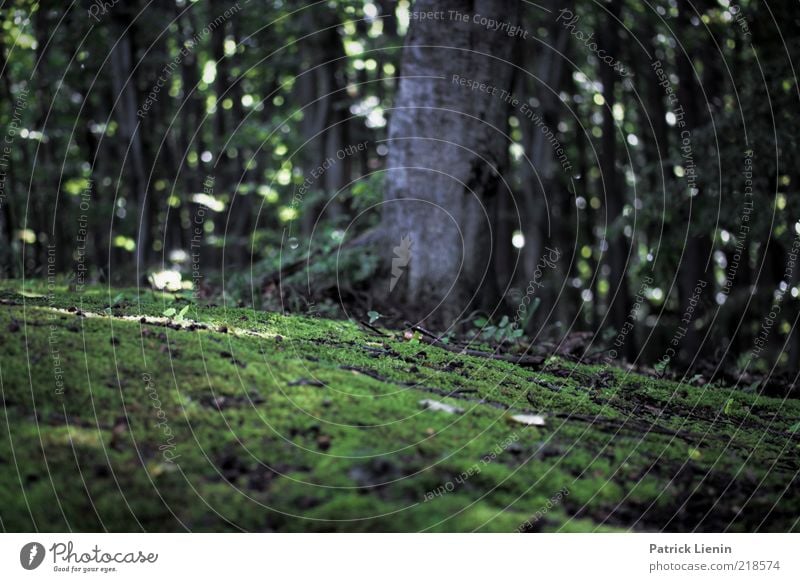 Unterwegs im Wald Umwelt Natur Pflanze Wetter Baum Moos nass Baumstamm grün Gedeckte Farben Außenaufnahme Menschenleer Tag Schatten Kontrast Unschärfe Waldboden