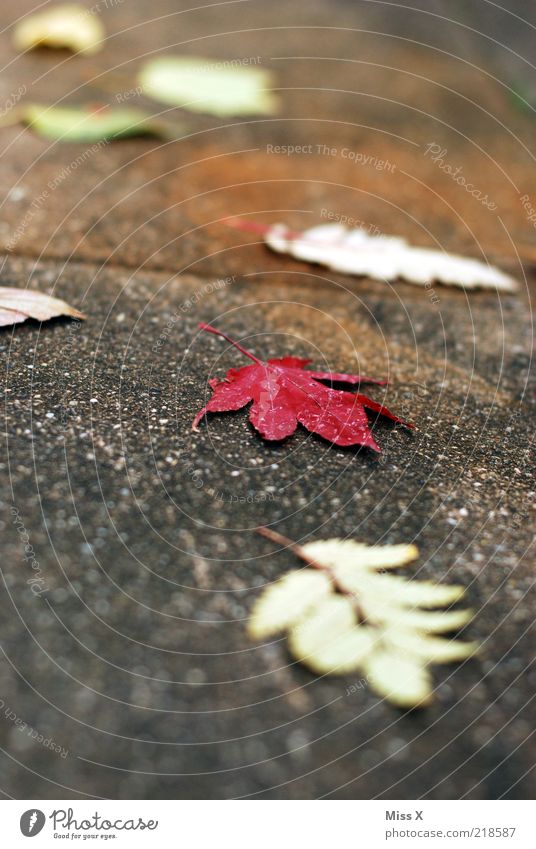 Blätter Herbst Blatt mehrfarbig Vergänglichkeit Herbstlaub herbstlich Bürgersteig Rutschgefahr Farbfoto Außenaufnahme Nahaufnahme Menschenleer