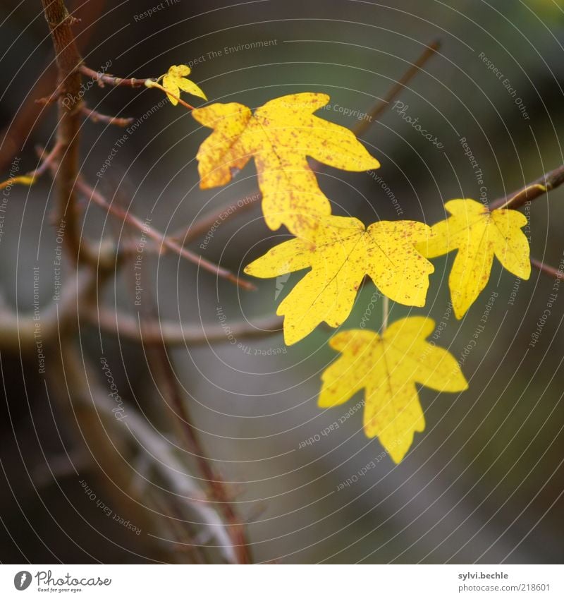 herbst Umwelt Natur Pflanze Herbst schlechtes Wetter Blatt kalt braun gelb Überleben Wandel & Veränderung Ast kahl fallen Zweige u. Äste Vergänglichkeit
