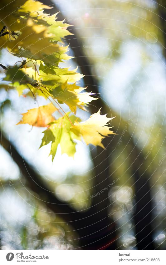 So schön ist der Herbst Umwelt Natur Pflanze Sonnenlicht Sommer Schönes Wetter Wärme Baum Blatt Grünpflanze Wildpflanze Wald leuchten Wachstum hell gelb grün