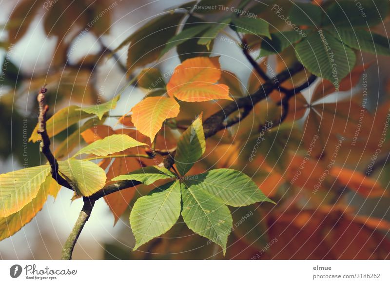 ... und malt die Blätter an Natur Herbst Schönes Wetter Baum Blatt Rosskastanie Herbstlaub Park fallen hängen leuchten elegant trocken mehrfarbig gelb grün