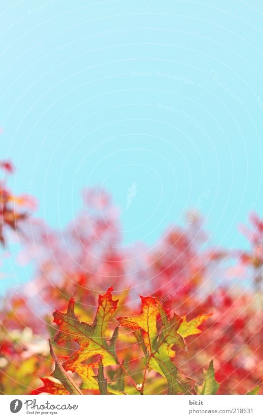 flammender Herbst... Natur Landschaft Pflanze Luft Himmel Wolkenloser Himmel Wetter Blatt blau gelb gold rot Kitsch Vergänglichkeit Wachstum