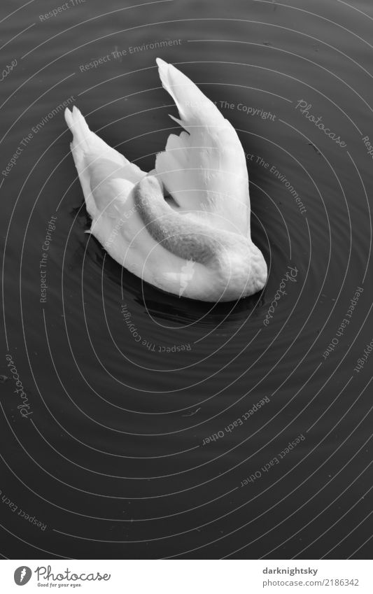 Weißer Schwan bei der Morgentoilette elegant harmonisch ruhig Meditation Schwimmen & Baden Sommer Wassersport Wildtier 1 Tier Reinigen ästhetisch maritim