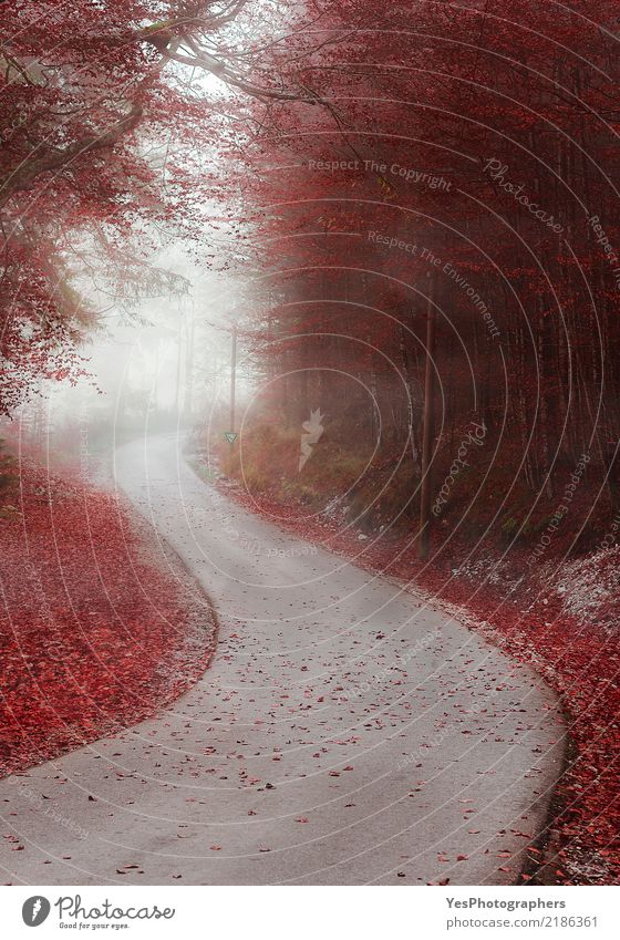 Gasse durch nebligen Wald in herbstlichen Farben Freizeit & Hobby wandern Natur Landschaft Herbst Wetter Nebel Baum Blatt Straße Traurigkeit rot Angst Nostalgie
