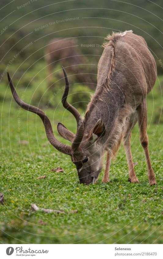 Frühstück Kudu Antilope Südafrika Wildtier Safari Tier Natur Ferien & Urlaub & Reisen Farbfoto Tierporträt Außenaufnahme Tourismus Ausflug Ferne Abenteuer