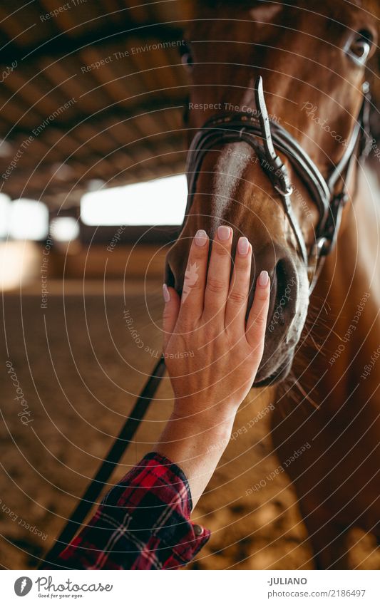 Nahaufnahme von Hand peting Pferd Lifestyle Freizeit & Hobby Reiten Sport Mensch feminin Tier Haustier Nutztier Tiergesicht 1 atmen berühren füttern elegant