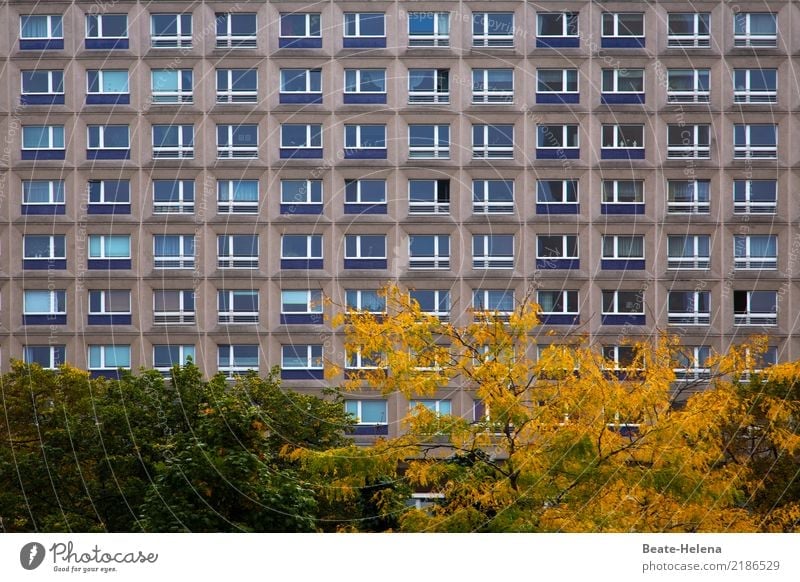 Farbtupfer Häusliches Leben Wohnung Umwelt Herbst Pflanze Baum Sträucher Park Berlin Hochhaus Bauwerk Gebäude Architektur Fassade Fenster Stadt braun gelb grün