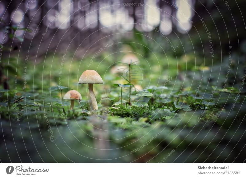 Pilze im Wald Starke Tiefenschärfe Moos Natur Pflanze Außenaufnahme Farbfoto Menschenleer grün Umwelt Nahaufnahme Waldboden Froschperspektive Wachstum