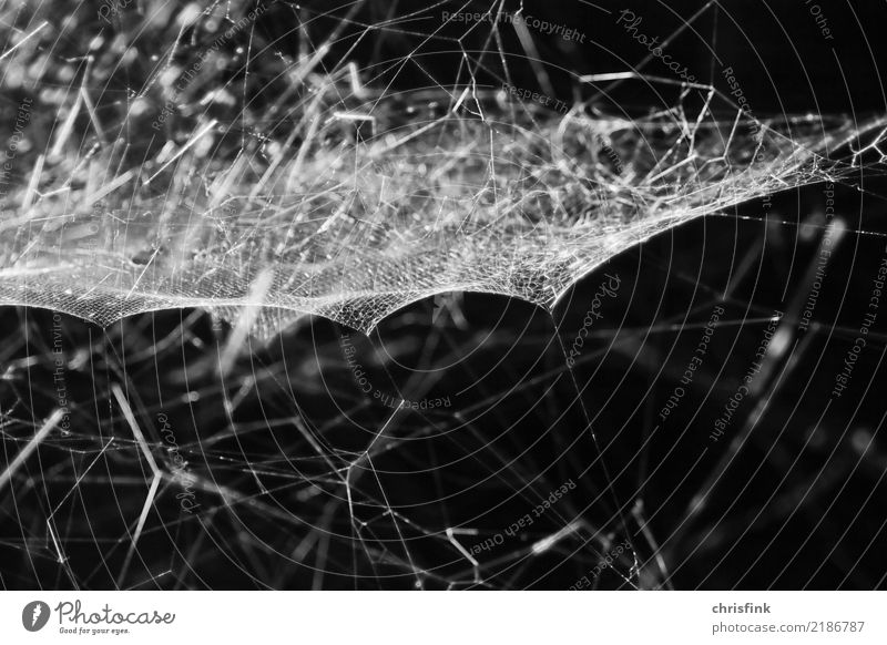 Spinnennetz Umwelt Natur Tier fest gruselig schwarz weiß Tatkraft Nähgarn Dieb Netz Ekel bedrohlich Falle Gedeckte Farben Innenaufnahme Nahaufnahme
