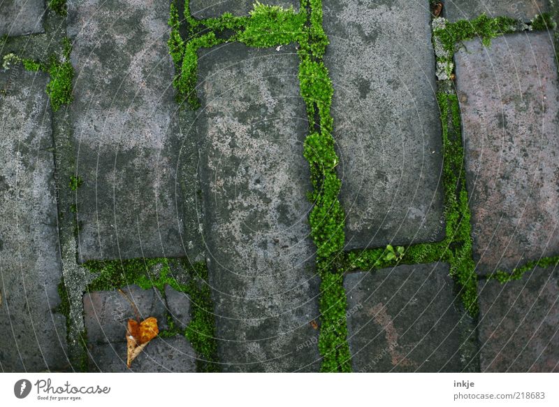 Herbst auf dem Bordstein Moos Blatt Bürgersteig Stein Backstein alt dreckig trist trocken braun grau grün stagnierend Wege & Pfade Bildausschnitt