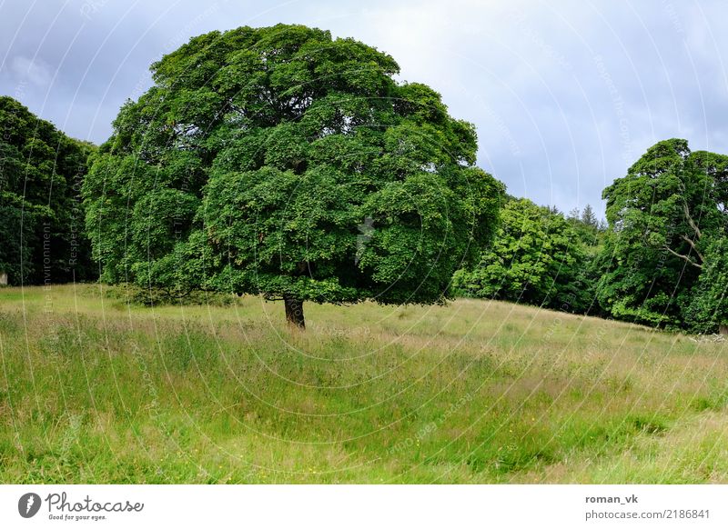 Der Traum vom Baum Umwelt Natur Landschaft Pflanze Erde Sommer Gras Wiese ästhetisch dick grün Frühlingsgefühle Leben Weisheit Nordirland Baumkrone Blatt