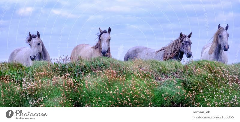 4 Pferde auf weiter Flur Umwelt Pflanze Tier Gras Moos Wildtier ästhetisch trist Zusammenhalt Nordirland Clique Herde wild Aufregung Wind Pferdekopf Mähne