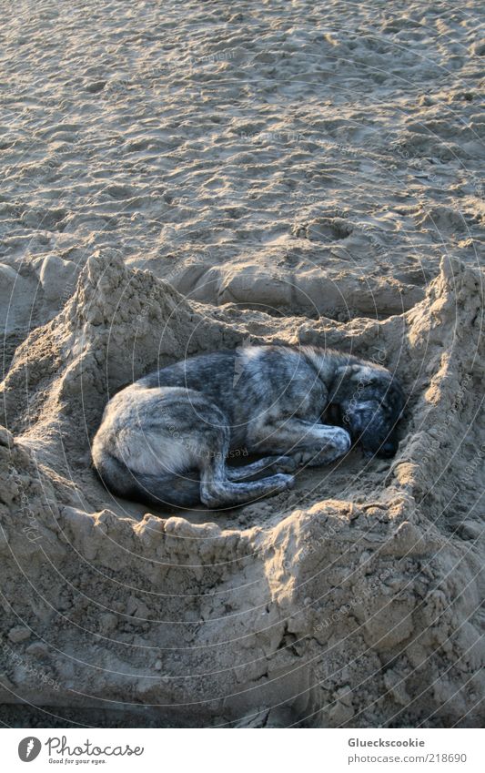 My Home Is My Castle Ferien & Urlaub & Reisen Sommer Strand Wildtier Hund Fell 1 Tier Erholung genießen träumen braun Zufriedenheit Sicherheit einzigartig