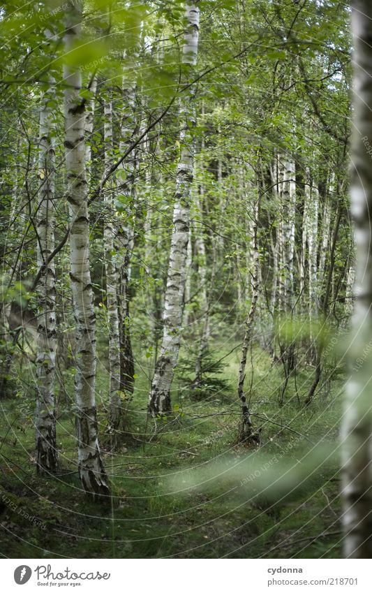 Ich mag Birken Wohlgefühl Zufriedenheit Erholung ruhig Umwelt Natur Baum Wald Einsamkeit einzigartig entdecken geheimnisvoll Idylle Leben nachhaltig schön
