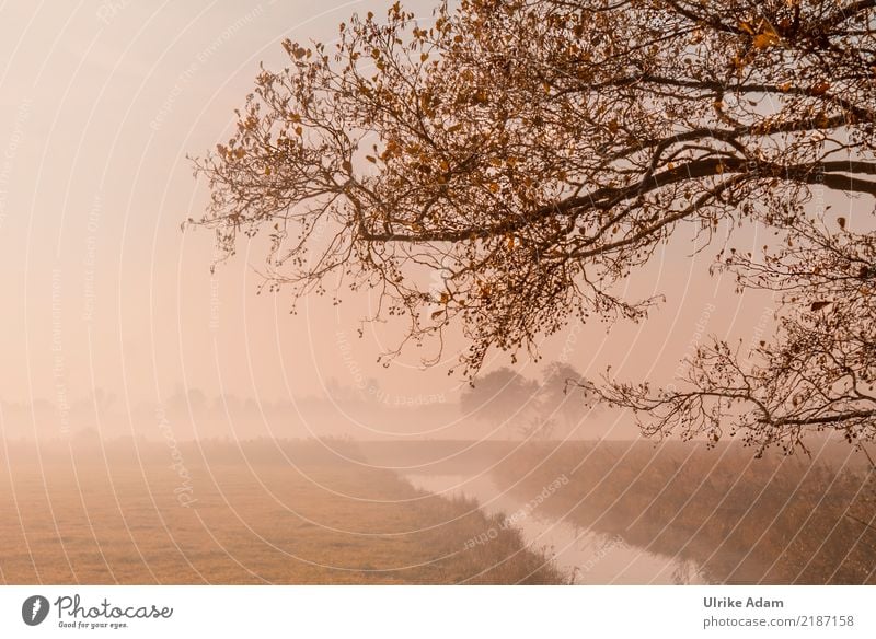 Herbstnebel im Teufelsmoor Natur Landschaft Pflanze Nebel Baum Blatt Zweig Ast herbstlich Herbstfärbung Gold Flussufer Moor Sumpf ruhig Trauer Einsamkeit