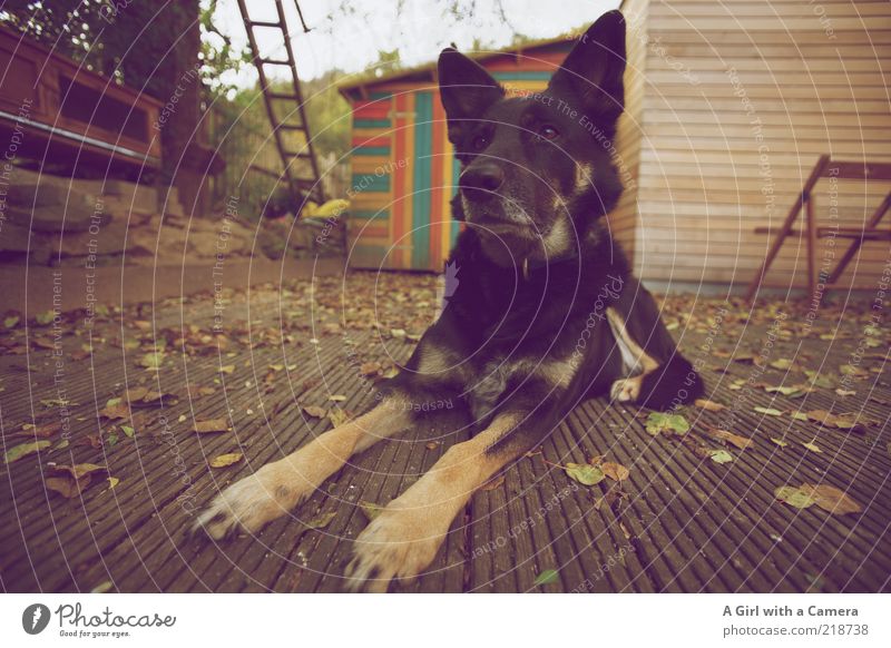 Introducing Megan Tier Haustier Hund 1 beobachten hören liegen Blick schwarz Mischling Herbst Haushund bewachen Wachsamkeit achtsam Tiergesicht Tierporträt