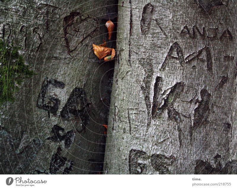 Tattooed Trees Baum geritzt Namen Buchstaben Natur Umwelt Außenaufnahme Dämmerung Menschenleer Detailaufnahme Blatt Pflanze Narrenhände Baumrinde grau grün