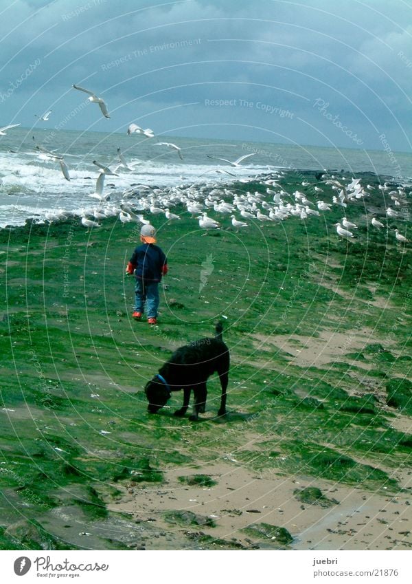 Kind und Hund beobachten Möwen Suche Meer Niederlande Mann Wasser Himmel Nordsee