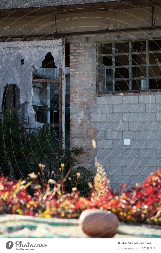Alte verlassene Fischfabrik in Chioggia Haus Fabrik Pflanze Ruine Mauer Wand alt kaputt trist Verfall Vergangenheit Altbau Gitter schäbig gebrochen verfallen
