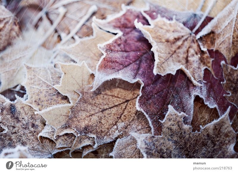 erster Frost Natur Herbst Winter Eis Blatt Herbstlaub Herbstfärbung herbstlich Herbstbeginn Raureif frisch kalt natürlich schön Vergänglichkeit