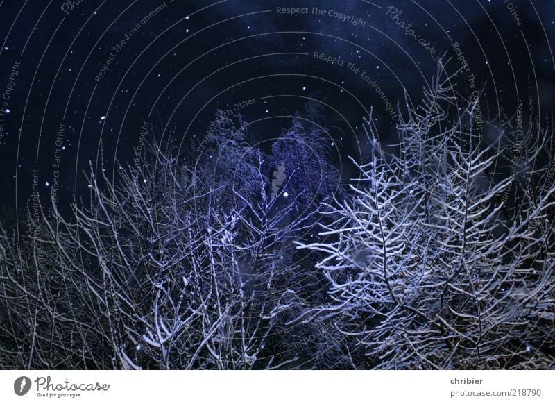 Winterweihnachtswunderwald Schnee Winterurlaub Natur Eis Frost Schneefall Baum Wald fallen glänzend schön blau weiß Vorfreude ruhig einzigartig Winterstimmung