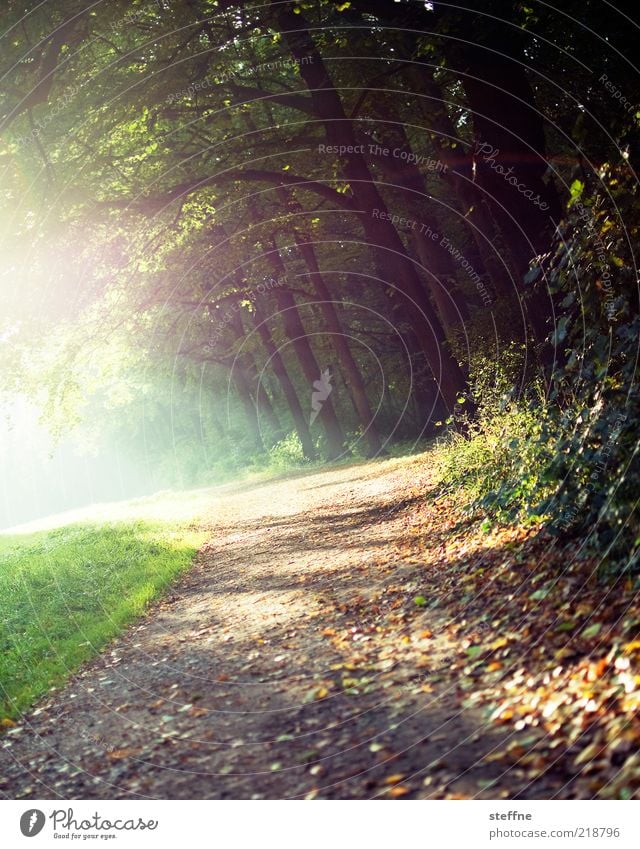 weils so schön ist ... Umwelt Natur Pflanze Sonnenlicht Herbst Schönes Wetter Baum Gras Sträucher Wald Erholung Spaziergang Spazierweg Erholungsgebiet Farbfoto