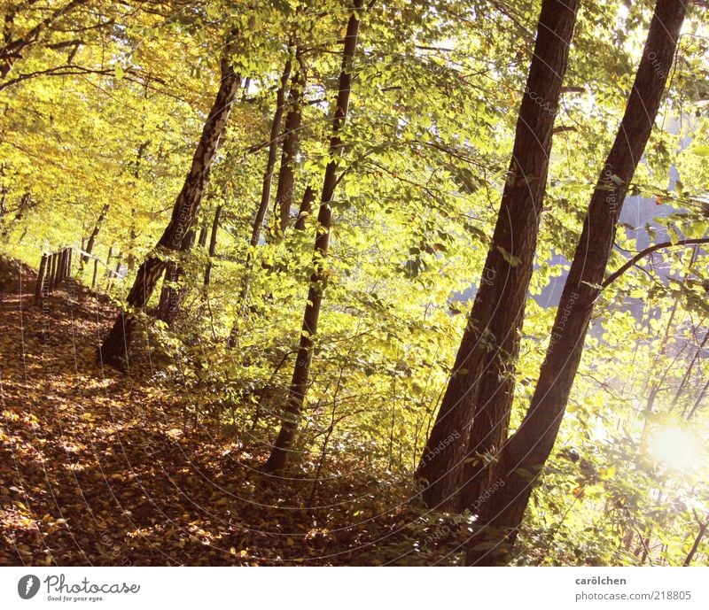 Waldweg Umwelt Natur Landschaft Herbst Baum braun gelb gold grün Buchenwald Lichteinfall hell Herbstlaub Herbstfärbung herbstlich Farbfoto Außenaufnahme
