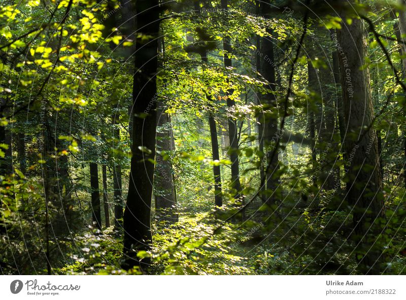 Im Wald harmonisch Wohlgefühl Zufriedenheit Erholung ruhig Meditation Ausflug Abenteuer Spaziergang Waldspaziergang Dekoration & Verzierung Tapete Natur