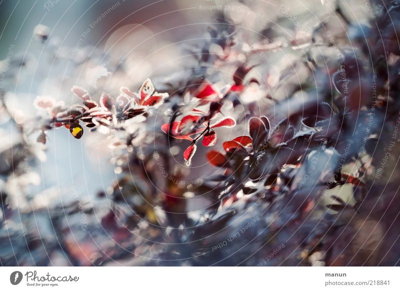 Cotoneaster im Morgenlicht Natur Herbst Winter Eis Frost Pflanze Sträucher Blatt herbstlich Herbstbeginn Herbstlaub Herbstfärbung ästhetisch außergewöhnlich
