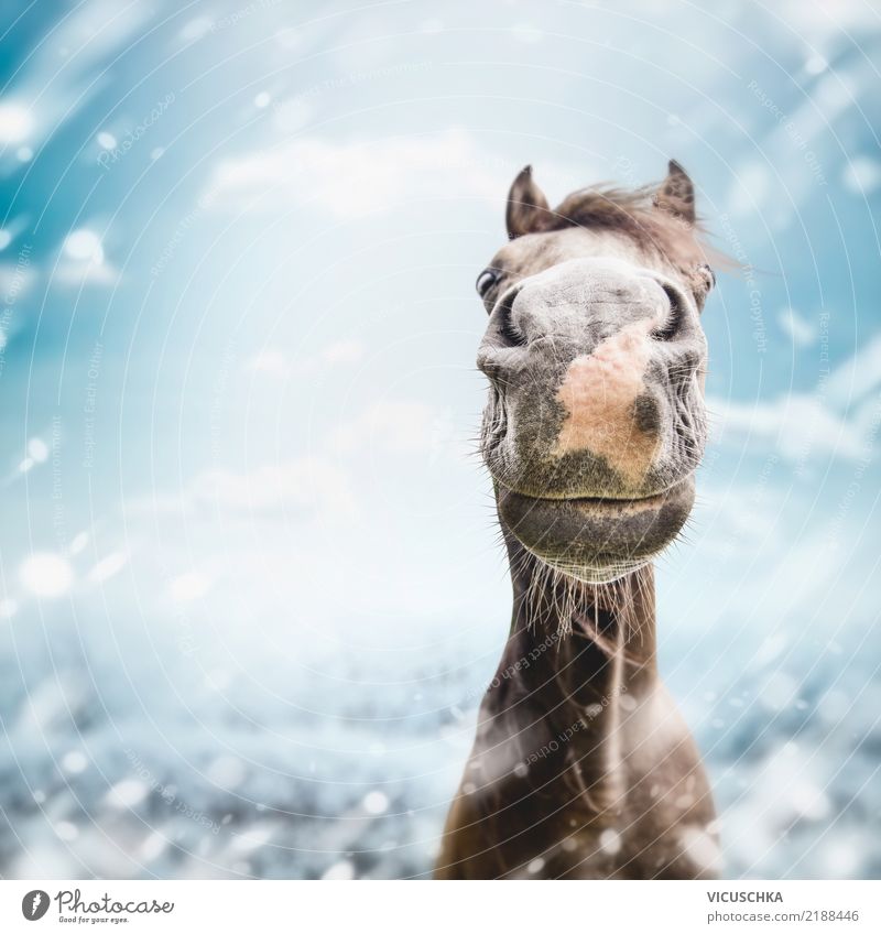 Lustiges Pferde Moppel im Winter Lifestyle Freude Natur Sturm Schnee Schneefall Tier Stimmung Lebensfreude Humor grinsen Farbfoto Außenaufnahme Nahaufnahme