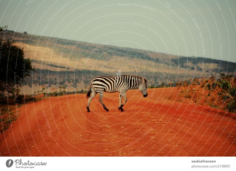 Zebrastreifen. Landschaft Sand Wärme Tier Wildtier Fell 1 Bewegung gehen laufen ästhetisch elegant frei natürlich rot schwarz weiß Tarnung Safari Afrika Kenia