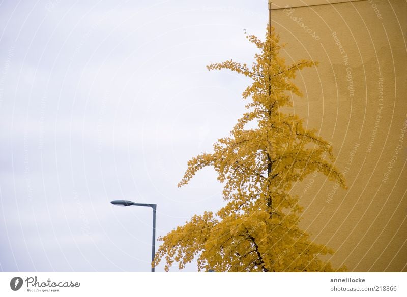 Goldener Herbst-Schnitt Umwelt Natur Pflanze Himmel Baum Blatt Ginkgo Haus Mauer Wand Fassade gelb Vergänglichkeit Straßenbeleuchtung Goldener Schnitt Farbfoto