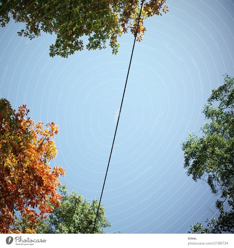 skyline Energiewirtschaft Hochspannungsleitung Kabel nur Himmel Herbst Schönes Wetter Baum Blatt Baumkrone hoch selbstbewußt Leben Ausdauer Bewegung