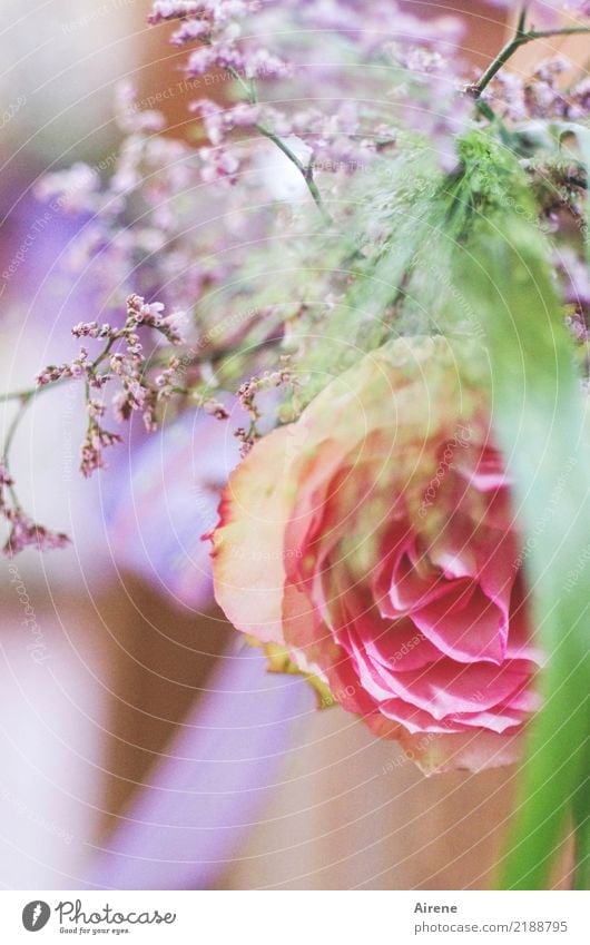 nur ein Hauch harmonisch Duft Feste & Feiern Hochzeit Rose Dekoration & Verzierung Blumenstrauß Schleife positiv weich violett rosa Gefühle Romantik Glück