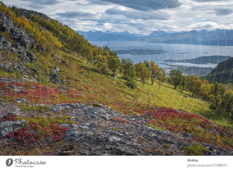 Herbstfarben am Fjord harmonisch ruhig Meditation Ferien & Urlaub & Reisen Abenteuer Natur Landschaft Horizont Baum Bucht Insel Lofoten mehrfarbig Einsamkeit