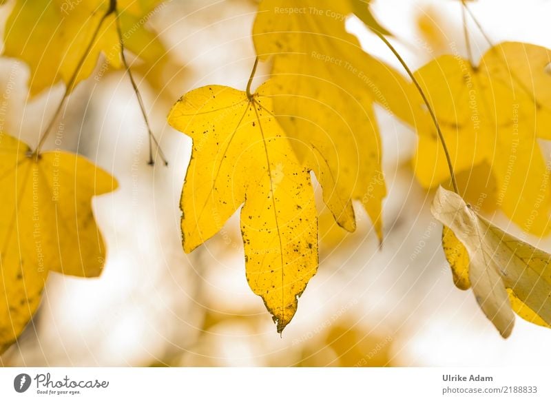 Ahornblätter im Herbst Natur Pflanze Baum Blatt Ahornblatt Ahornzweig Blattadern Herbstlaub Garten Park Wald glänzend leuchten natürlich gelb gold Sehnsucht