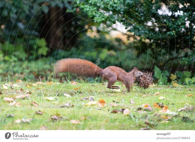 Sammelleidenschaft Umwelt Natur Herbst Tier Wildtier Eichhörnchen 1 laufen natürlich wild braun grün tierisch Säugetier Nagetiere Sammlung Nahrungssuche