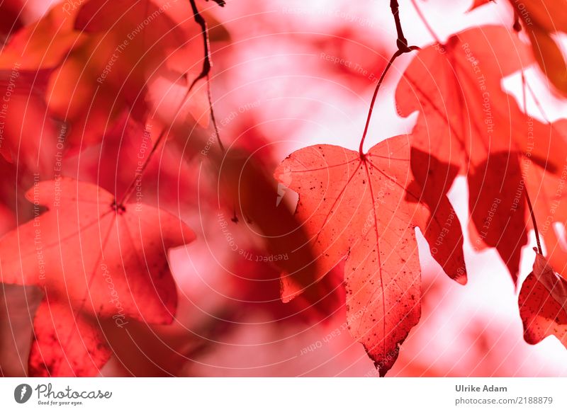 Herbstlich Alternativmedizin Leben harmonisch Erholung Meditation Tapete Erntedankfest Natur Pflanze Baum Blatt Ahorn Ahornblatt Park Wald leuchten Coolness