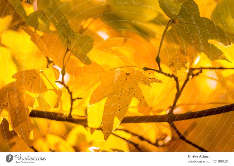 Im Herbst Natur Pflanze Sonnenlicht Baum Blatt Herbstlaub Ahorn Ahornblatt Ahornzweig herbstlich Herbstfärbung Garten Park glänzend leuchten gelb orange schön
