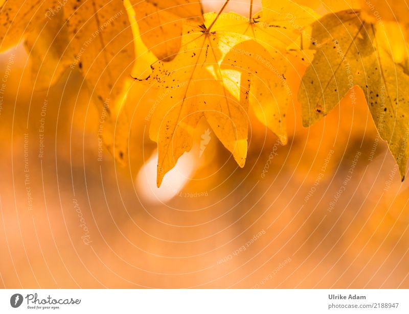 Blätterdach im Herbst Design Wellness harmonisch Wohlgefühl Zufriedenheit Erholung ruhig Meditation Tapete Erntedankfest Natur Pflanze Sonne Sonnenaufgang