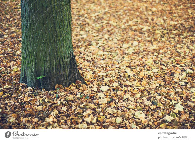 Gekommen um zu sterben Umwelt Natur Pflanze Erde Herbst Schönes Wetter Baum Blatt Laubbaum Farbfoto Tag Schwache Tiefenschärfe Baumstamm Baumrinde Herbstlaub