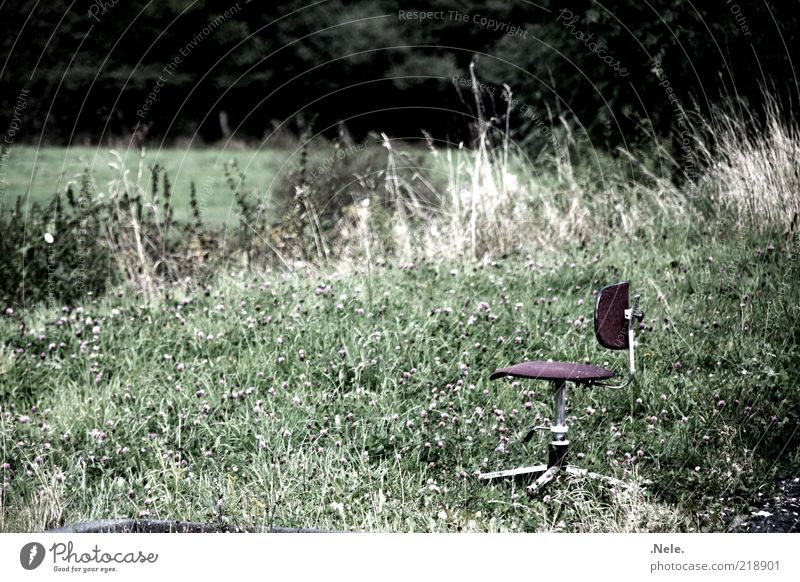 ein drehstuhl. Natur Pflanze Gras Sträucher Drehstuhl Stuhl Erholung Stimmung ruhig standhaft Einsamkeit Gedeckte Farben Außenaufnahme Menschenleer