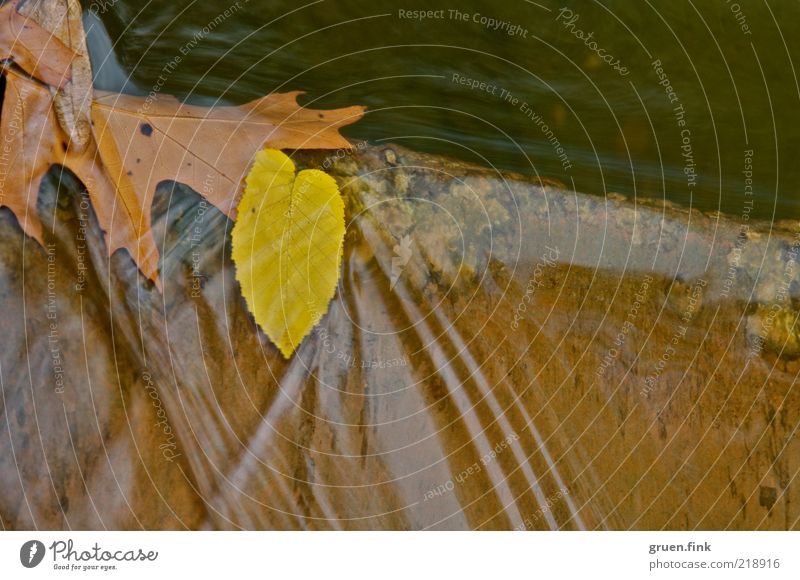 herbst im fluss Pflanze Wasser Herbst Blatt Wellen Fluss Stein Bewegung ästhetisch Flüssigkeit braun gelb ruhig elegant Natur fließen Muster Farbfoto