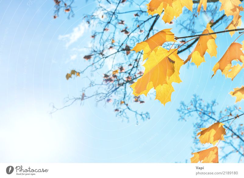 Orange und gelbe Ahornblätter des Herbstes Design Sonne Umwelt Natur Landschaft Pflanze Himmel Wolken Sonnenaufgang Sonnenuntergang Sonnenlicht Schönes Wetter