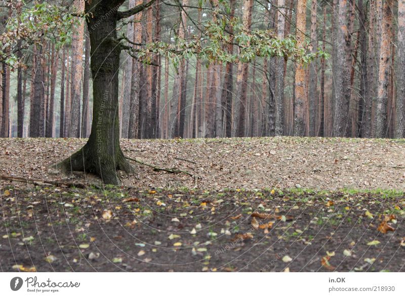 Waldgeflüster Natur Erde Holz frei natürlich Gefühle Romantik Einsamkeit geheimnisvoll Baumstamm Gedeckte Farben Außenaufnahme Tag herbstlich Herbstlaub